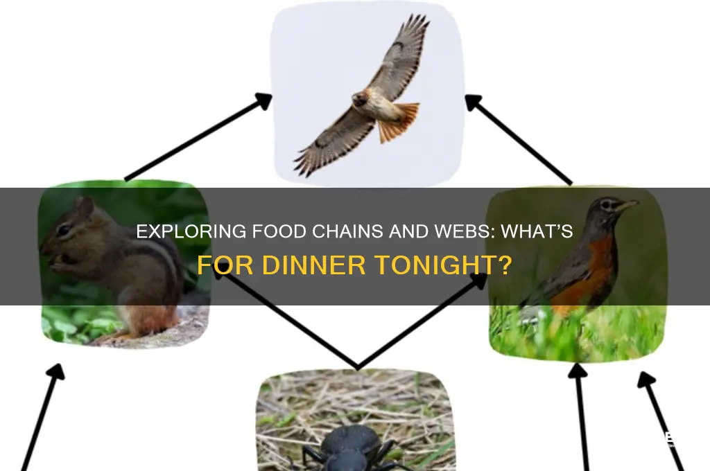 what for dinner food chains and webs