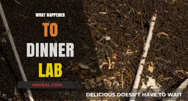 What Happened to Dinner Lab: The Rise and Fall Explained
