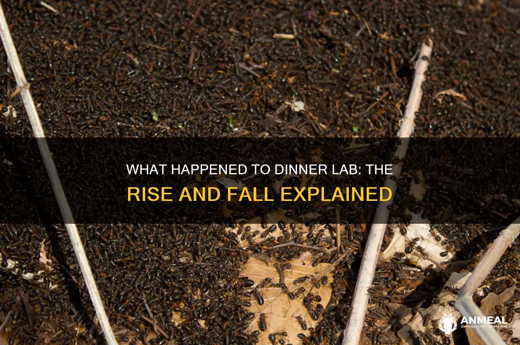 what happened to dinner lab