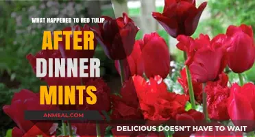 The Mysterious Disappearance of Red Tulip After Dinner Mints Explained