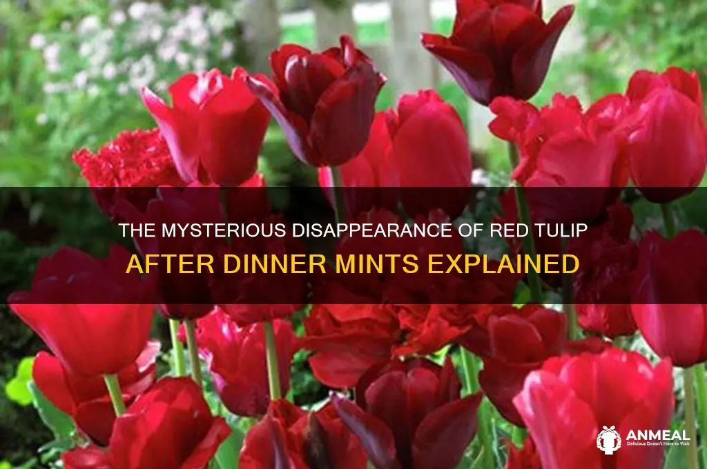 what happened to red tulip after dinner mints