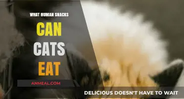 Feline-Friendly Treats: Safe Human Snacks for Your Cat