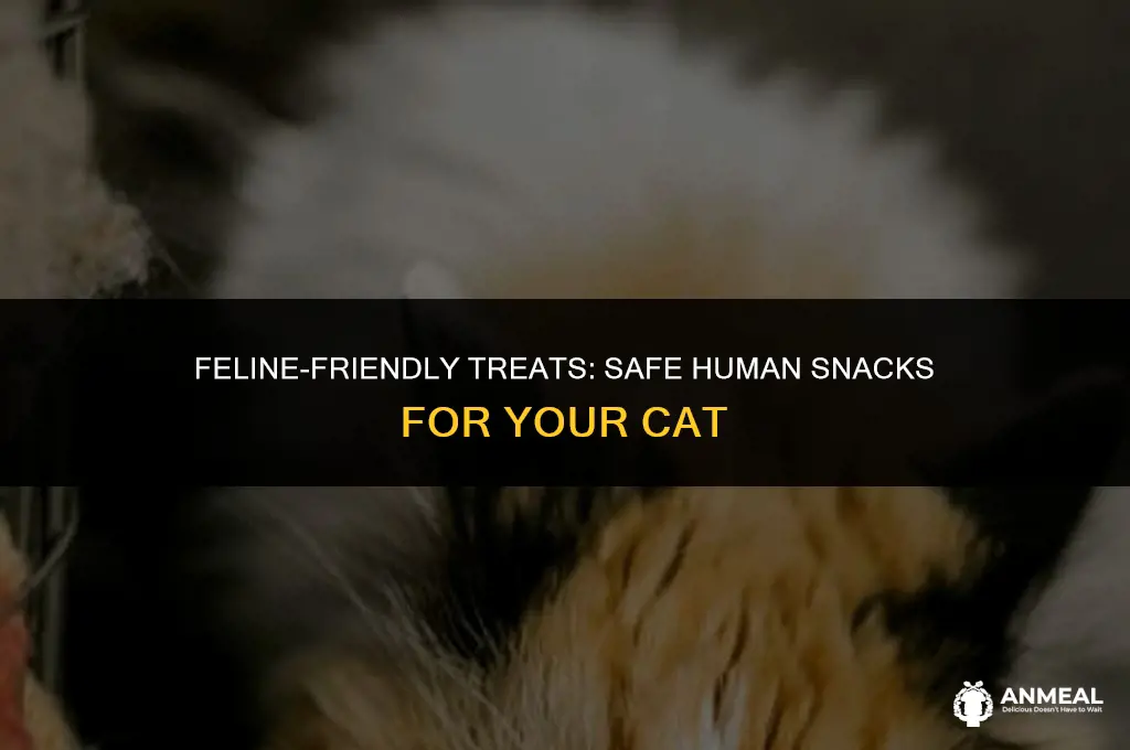 what human snacks can cats eat