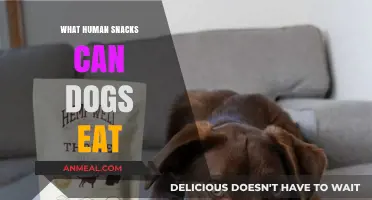 Healthy Treats: A Guide to Safe Human Snacks for Dogs