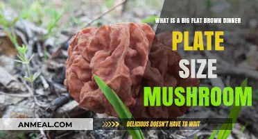 Unveiling the Giant Brown Mushroom: A Flat, Plate-Sized Fungus Explained
