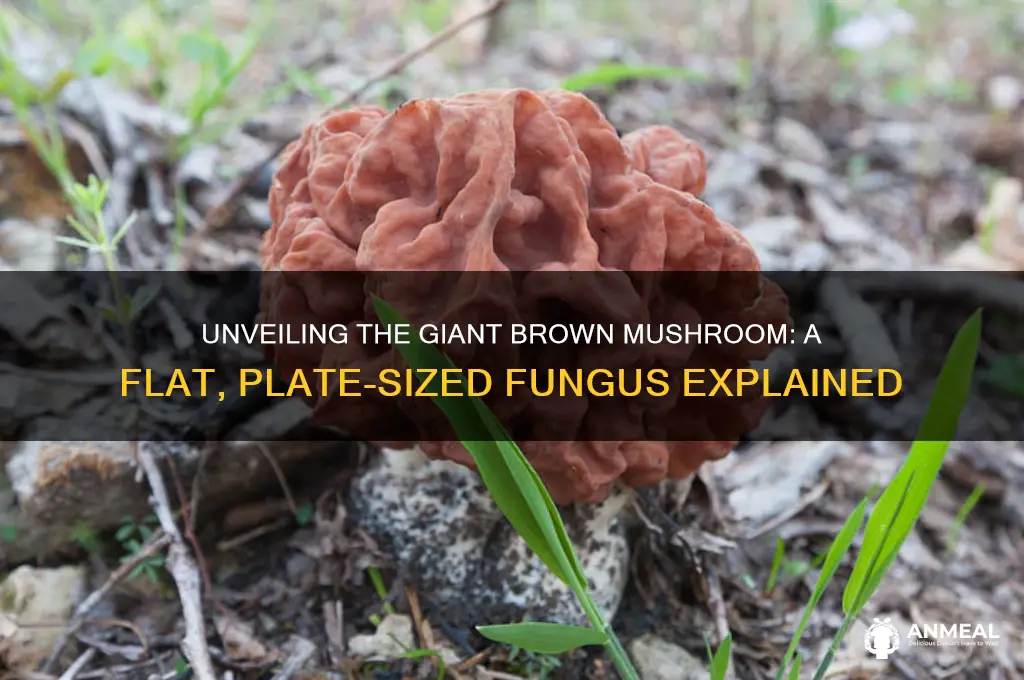 what is a big flat brown dinner plate size mushroom