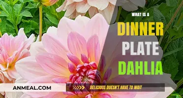 Discover the Beauty and Care of Dinner Plate Dahlias