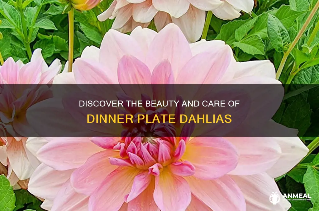 what is a dinner plate dahlia