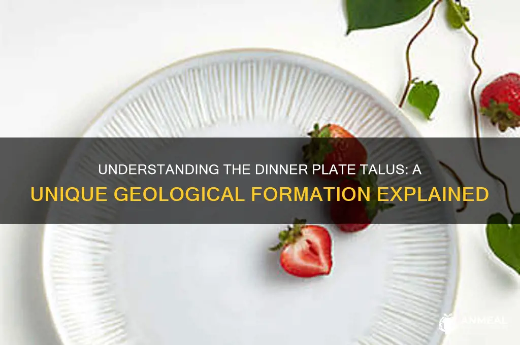 what is a dinner plate talus