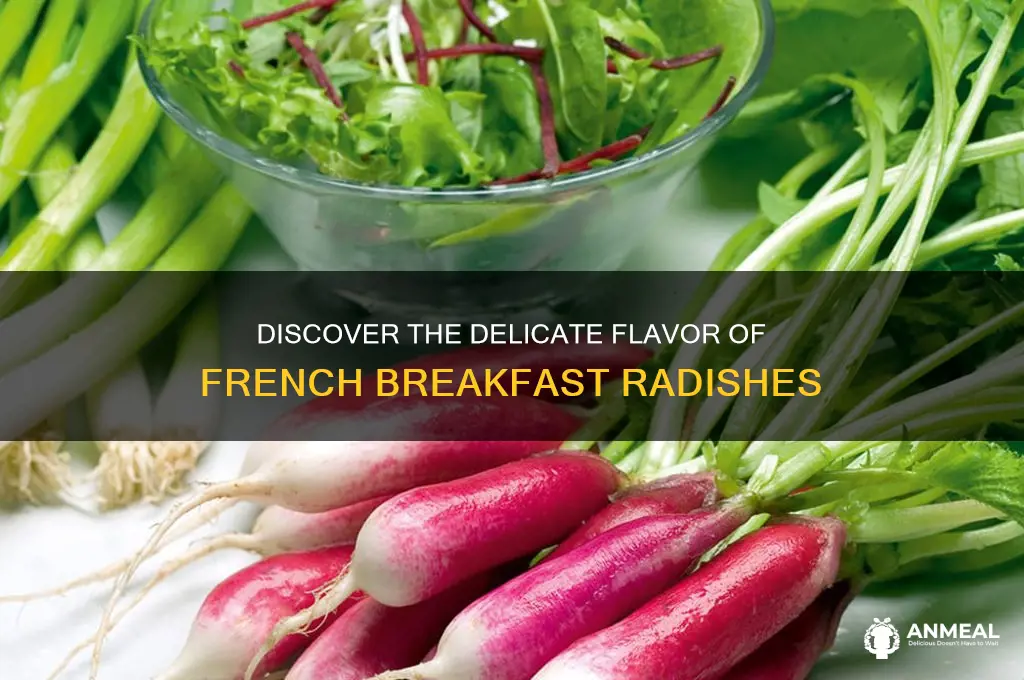 what is a french breakfast radish
