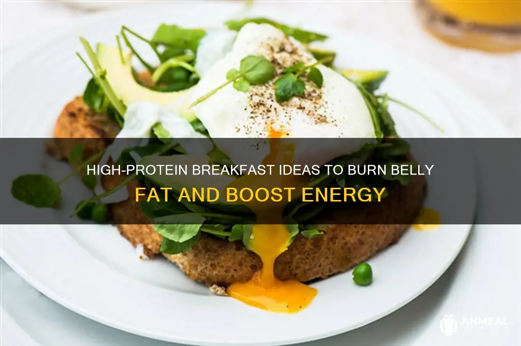 what is a high protein breakfast to lose belly fat