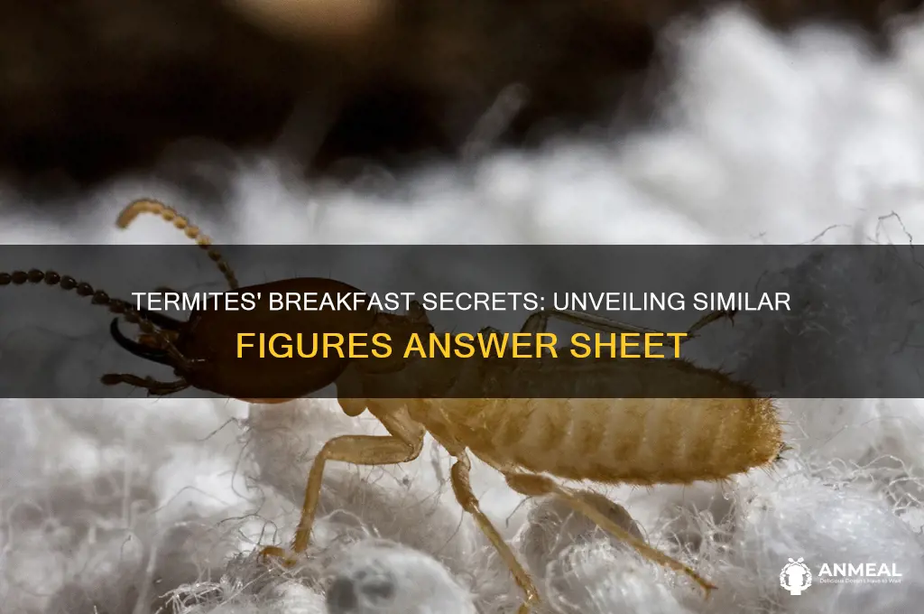 what is a termites favorite breakfast answer sheet milar figures