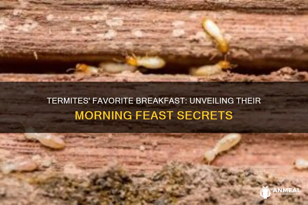 what is a termites favorite breakfast answer sheet