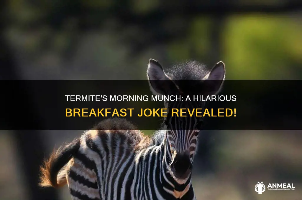 what is a termite
