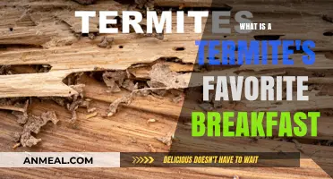 Termites' Breakfast Delights: What's on the Menu?