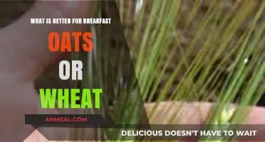 Oats vs. Wheat: Which Breakfast Option Boosts Your Morning Energy?