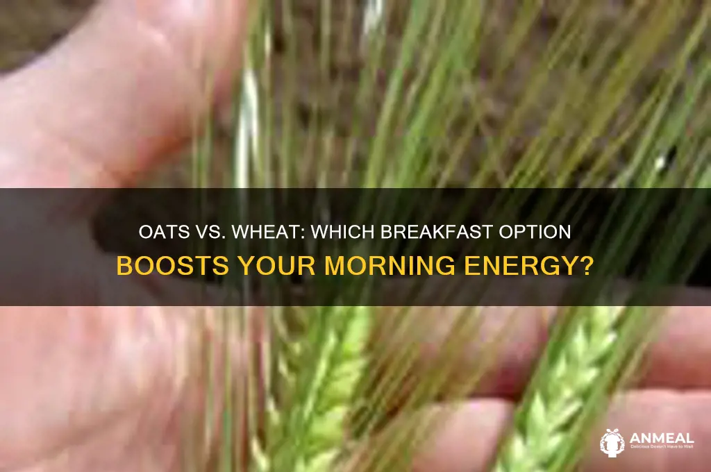 what is better for breakfast oats or wheat