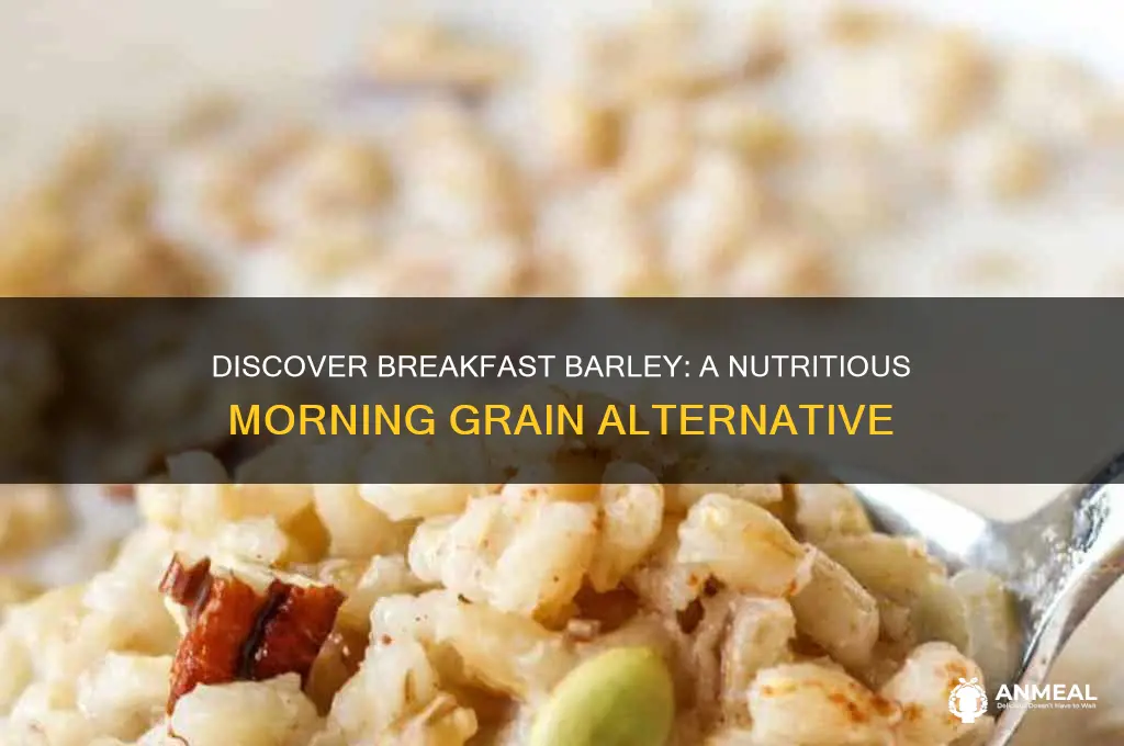 what is breakfast barley