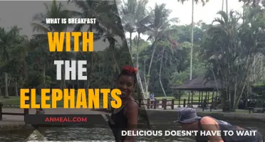 Breakfast with the Elephants: A Unique Wildlife Adventure Experience