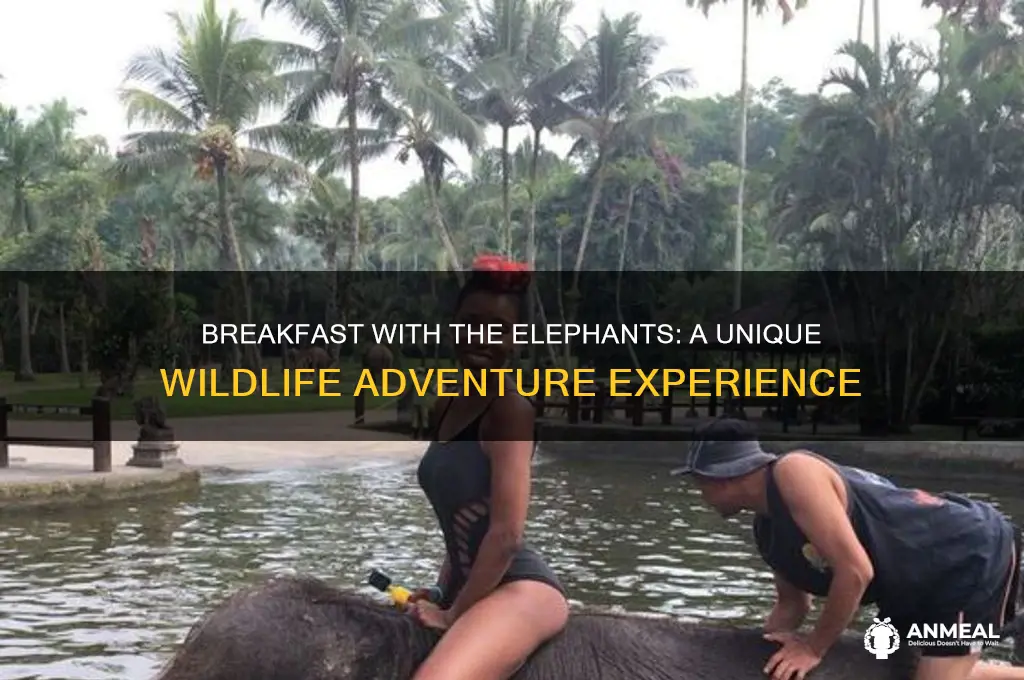 what is breakfast with the elephants