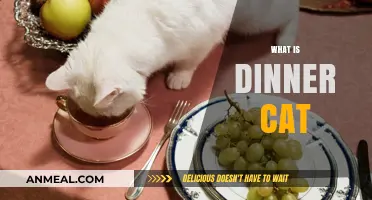 Unveiling the Mystery: What is a Dinner Cat and Why It Matters