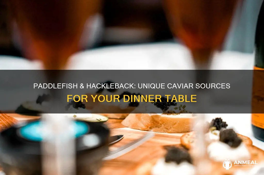 what is paddlefish and hacl eback for dinner