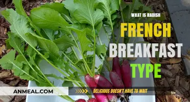 Discover the Unique Radish French Breakfast Type: A Crisp Delight