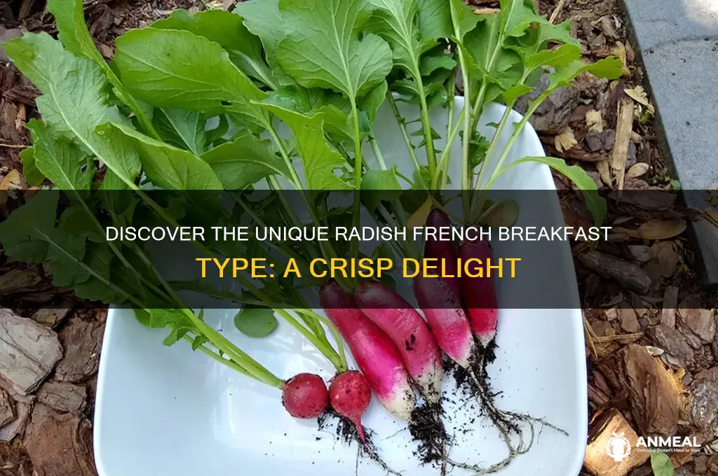 what is radish french breakfast type