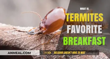 Termites' Morning Feast: Uncovering Their Favorite Breakfast Secrets