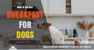Nutritious Morning Meals: Discover the Best Breakfast for Dogs