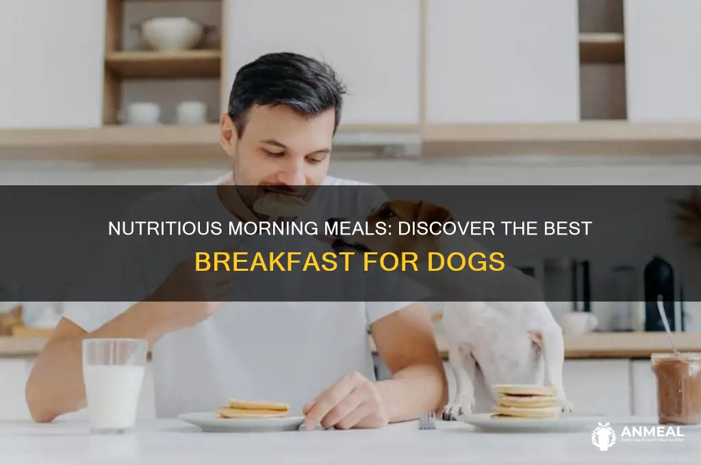 what is the best breakfast for dogs