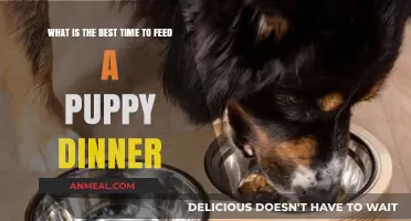 Perfect Puppy Dinner Time: When to Feed Your Growing Furry Friend
