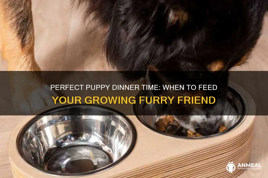 what is the best time to feed a puppy dinner