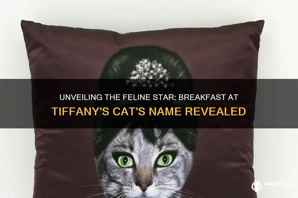 what is the cat name in breakfast at tiffany