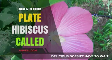 Discovering the Dinner Plate Hibiscus: Its Unique Name and Beauty