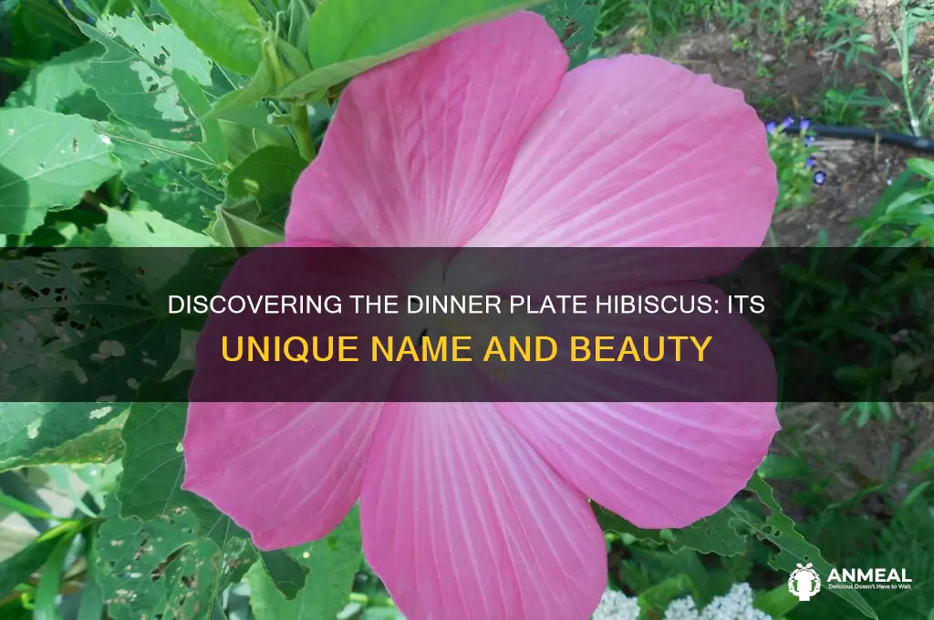what is the dinner plate hibiscus called
