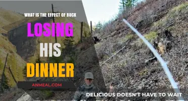 Buck's Lost Dinner: Exploring the Consequences of His Missed Meal