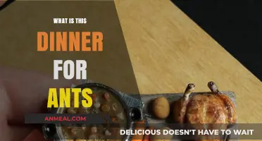 Is This Dinner for Ants? Perfectly Proportioned Meals Explained