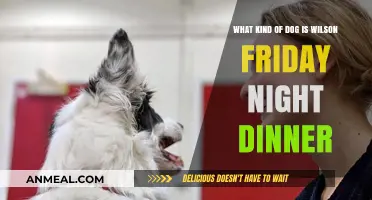 Unveiling Wilson's Breed: Friday Night Dinner's Canine Star Explored