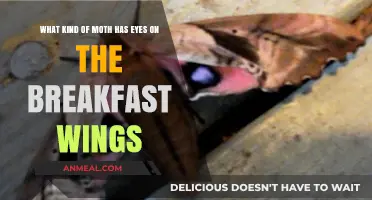 Moths with Eyes on Wings: Unveiling the Breakfast Illusion Mystery