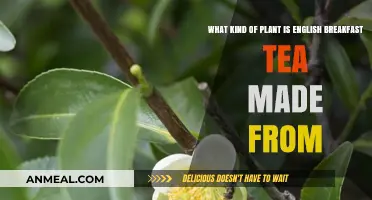 The Surprising Plant Behind Your English Breakfast Tea