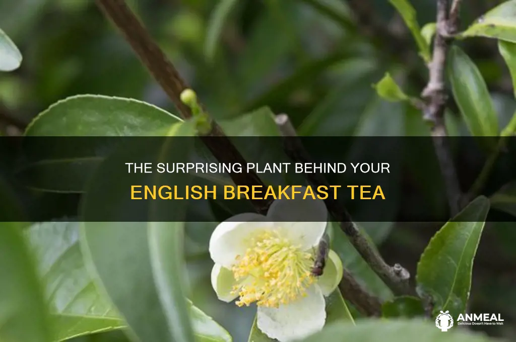 what kind of plant is english breakfast tea made from