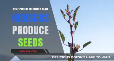 Discovering Edible Hibiscus Seeds: A Guide to Dinner Plate Varieties