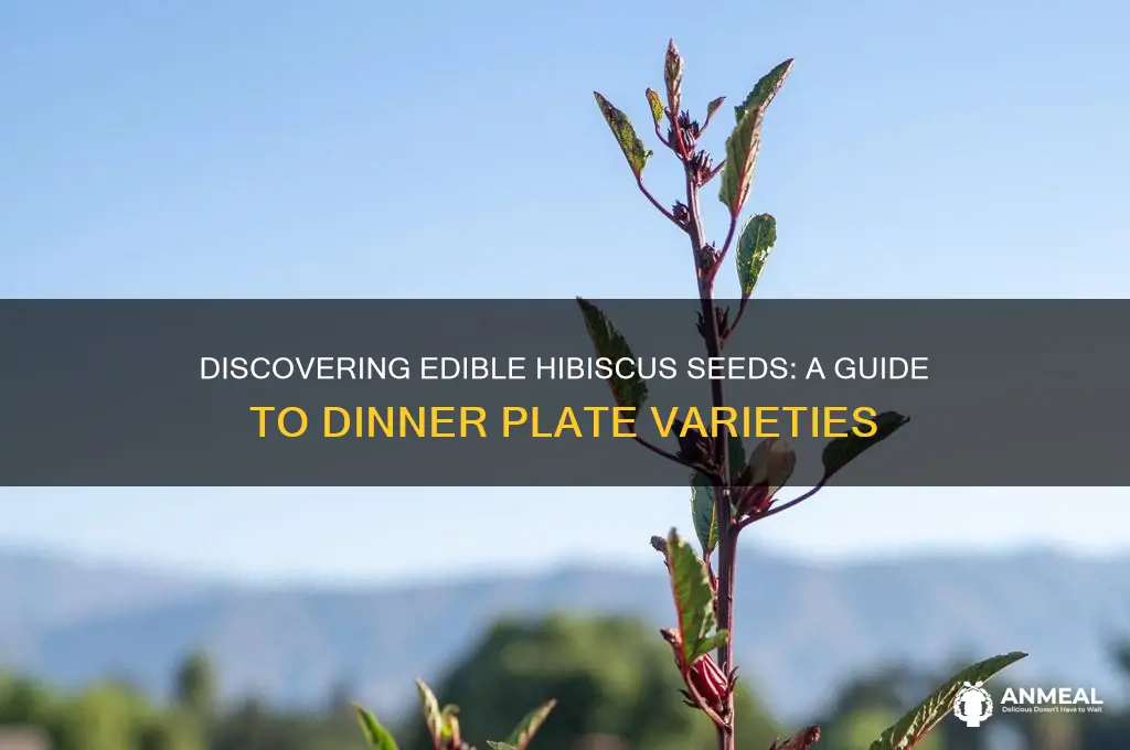 what part of the dinner plate hibiscus produce seeds