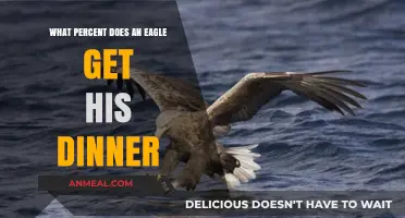 How Often Do Eagles Successfully Hunt Their Dinner?