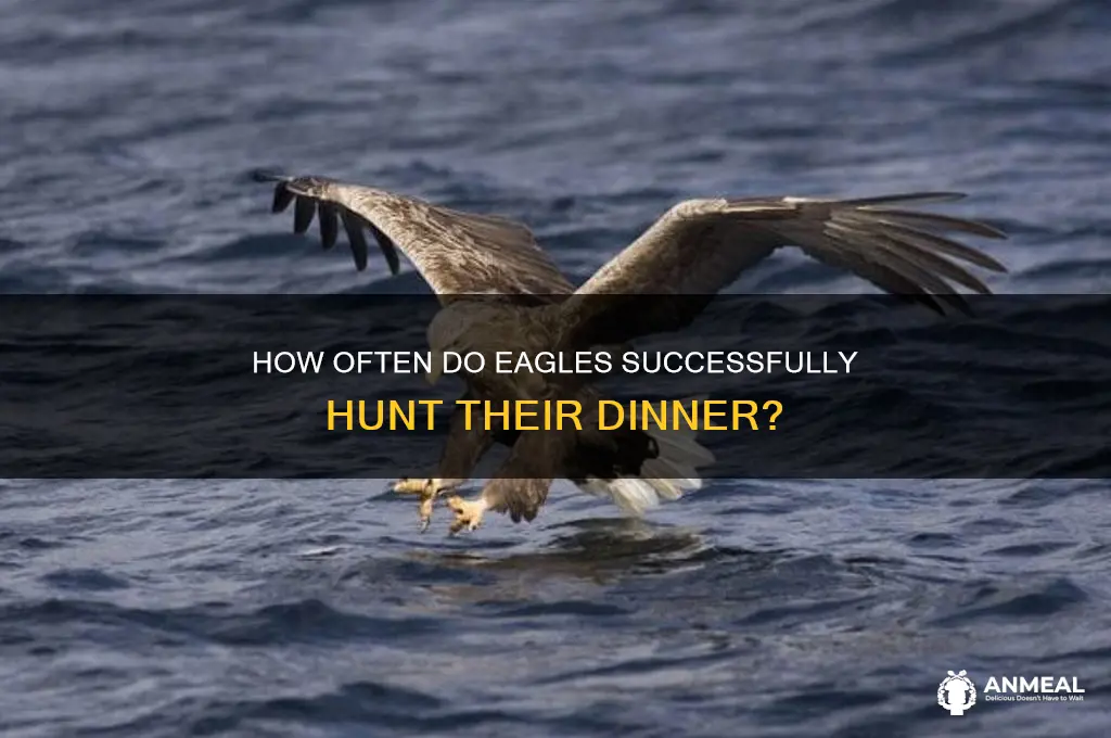 what percent does an eagle get his dinner