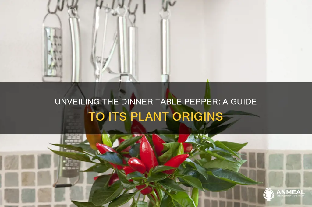 what plant is dinner table pepper