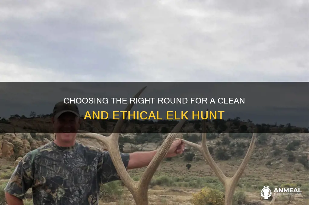what round are youshooting the dinner elk with