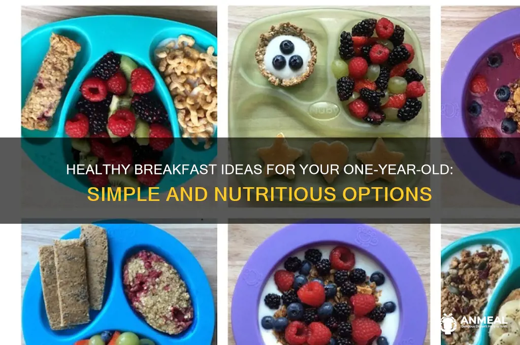 what should i feed my 1 year old for breakfast