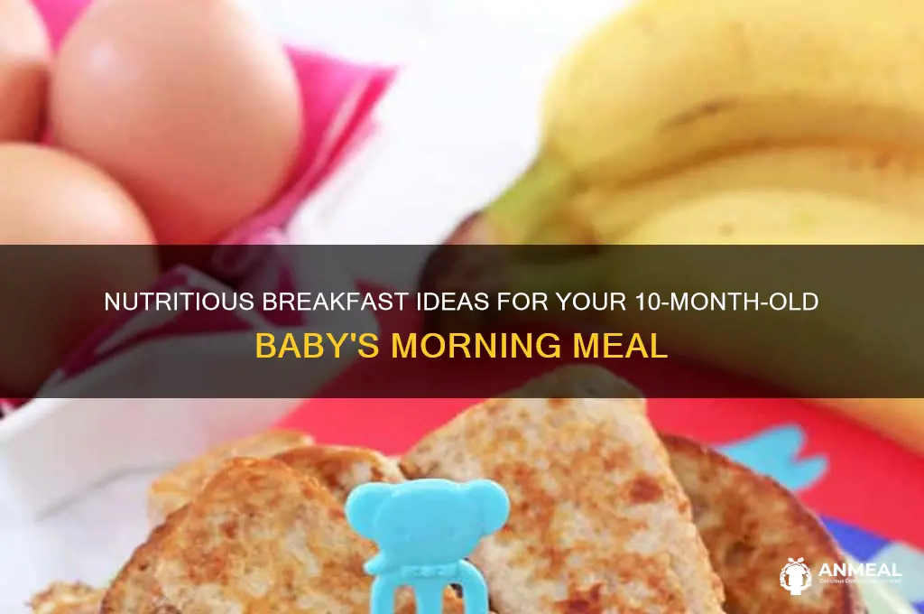 what should i feed my 10 month old for breakfast